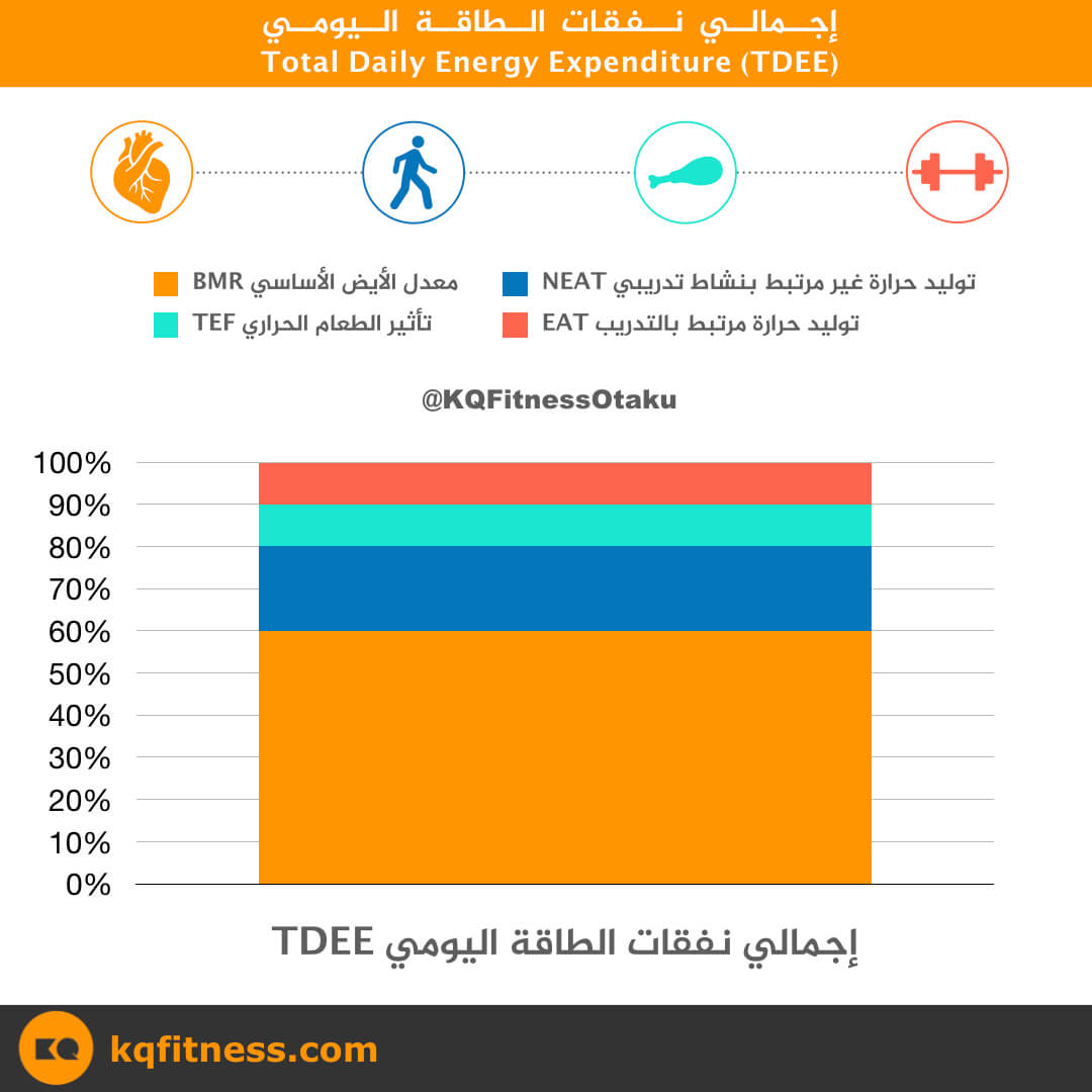 نفقات الطاقة اليومي والسعرات